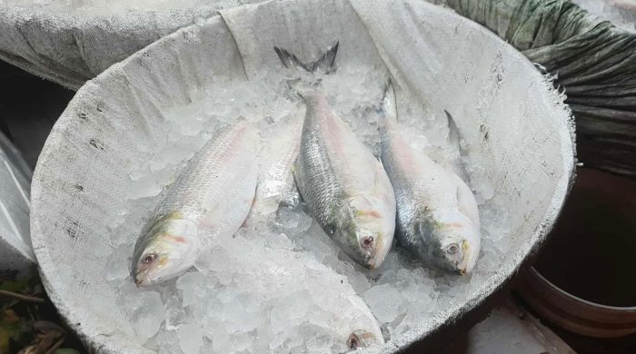 hilsa-ইলিশ